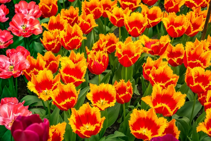Close-up of red and yellow fringed tulips