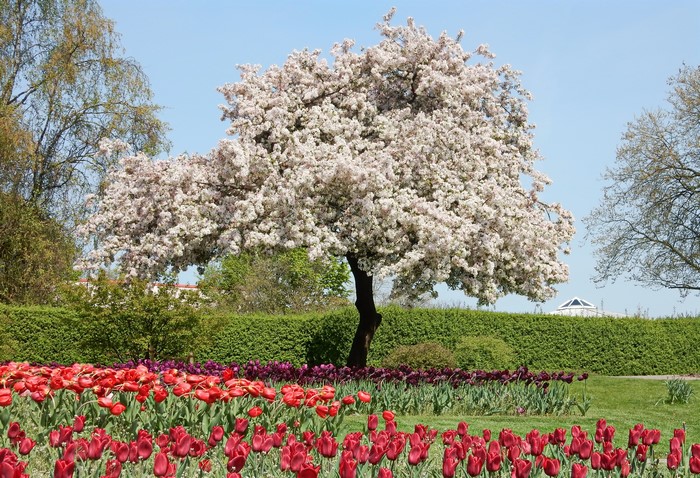 Flowering tree and tulips in a park