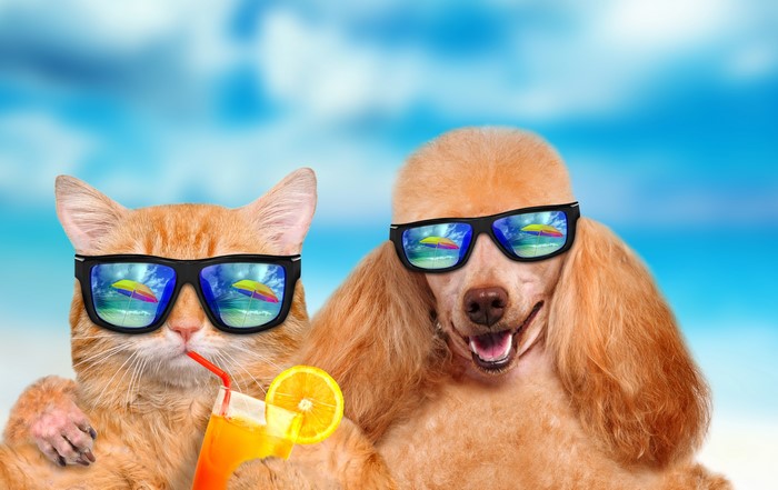 Cat and Poodle wearing sunglasses with drinks