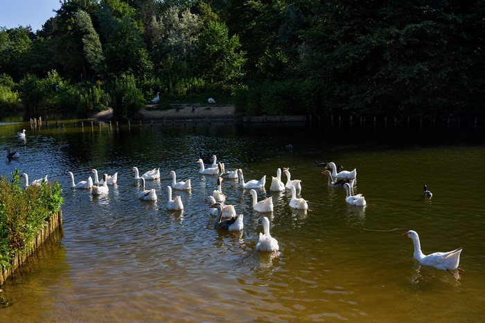 Geese swimming in a pond in Beverwijk, Netherlands
