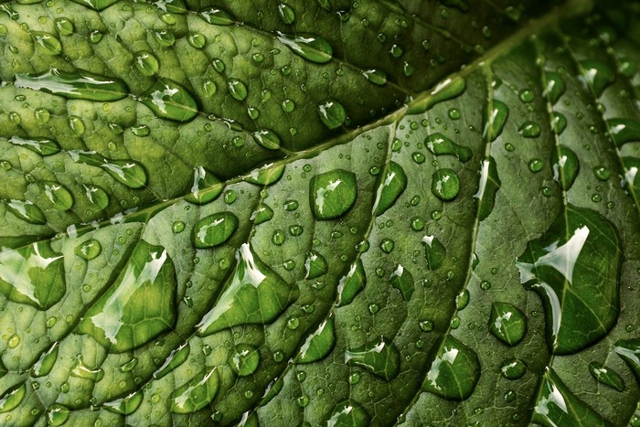 Closeup of green leaf with water drops