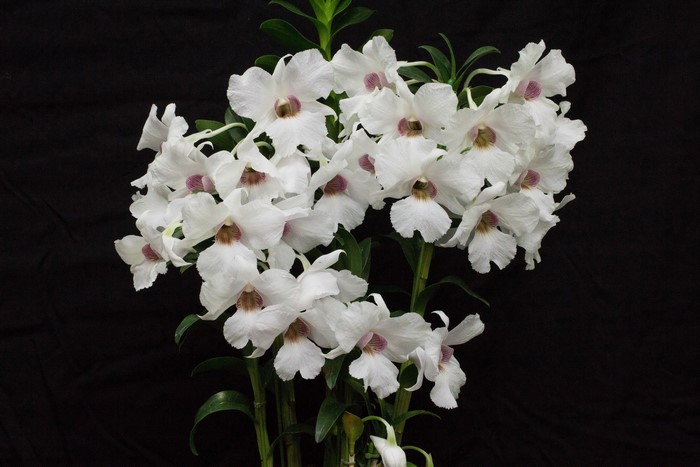 White orchids with purple centers on black background