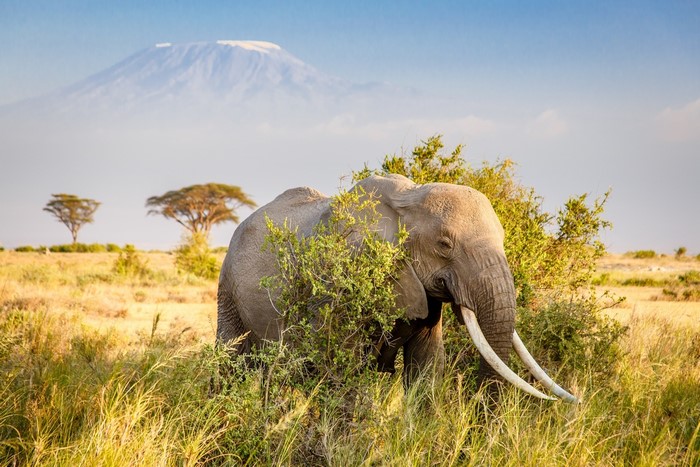 Elephant in front of Mount Kilimanjaro