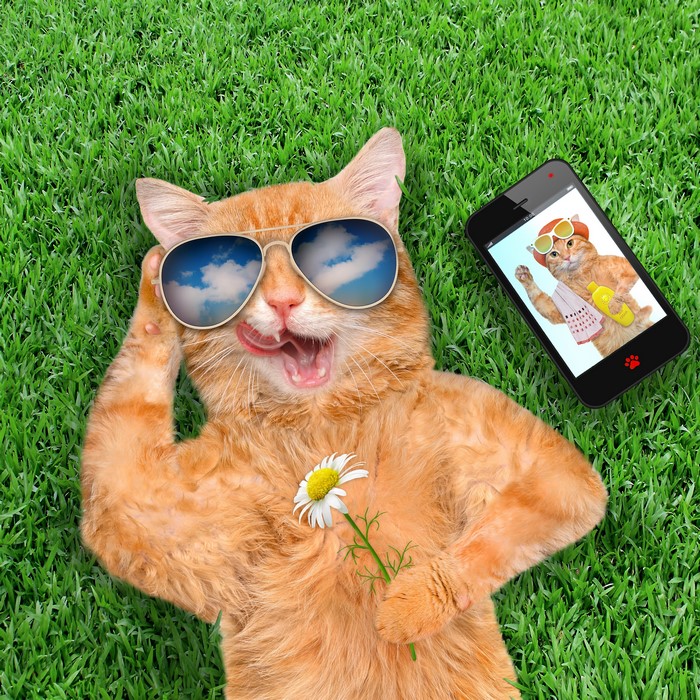 4K Cool Cat with Sunglasses and Smartphone