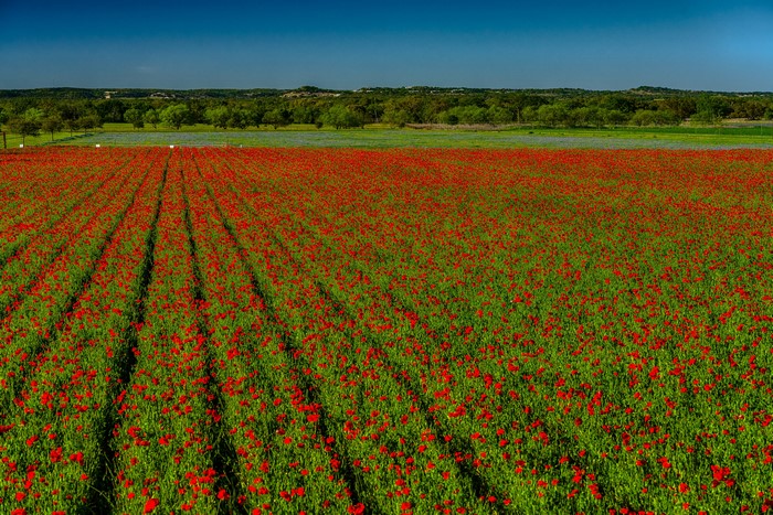 Field of Red Poppies and Bluebonnets