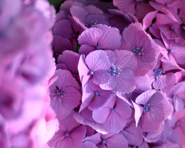 4K Hydrangea Closeup