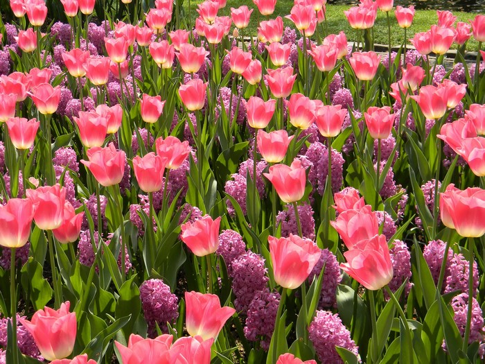 Pink Tulips and Hyacinths in Bloom