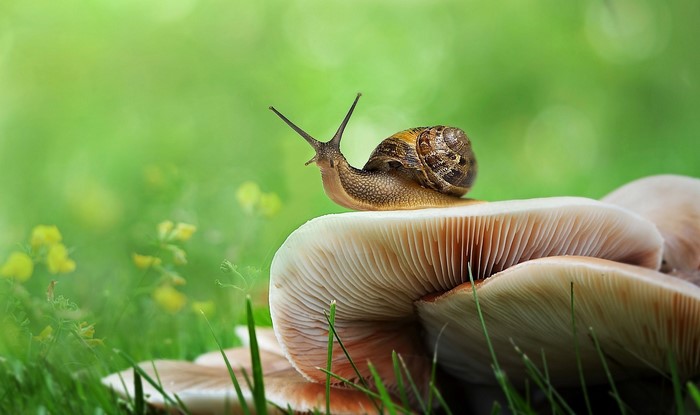Snail on a mushroom in grass