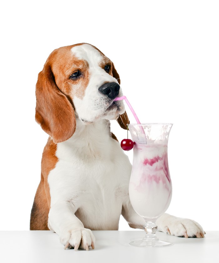 Beagle dog drinking a cherry cocktail