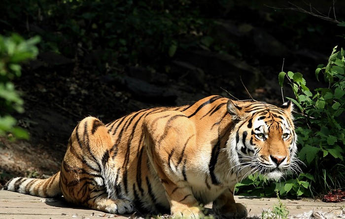 Tiger resting on wooden planks in forest