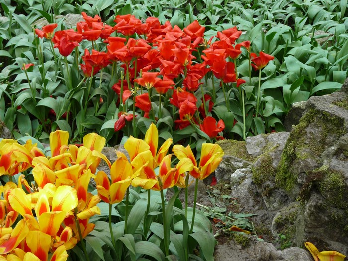 Red and yellow tulips in Keukenhof, Netherlands