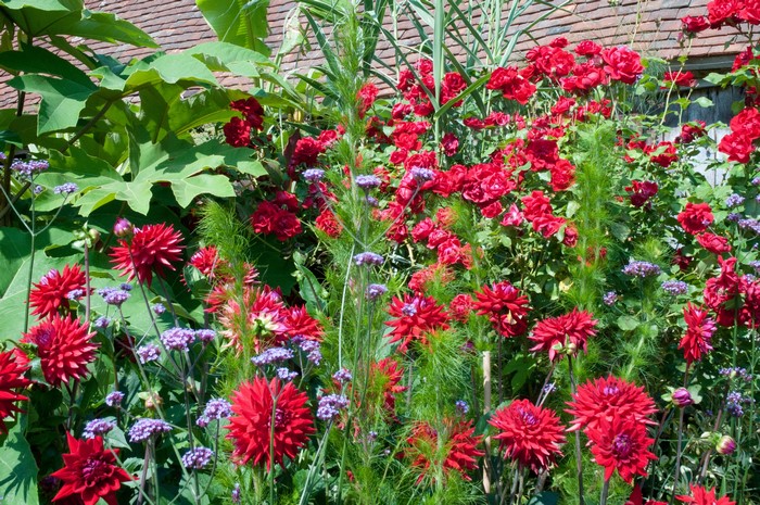 Red Dahlias and Roses in a Garden
