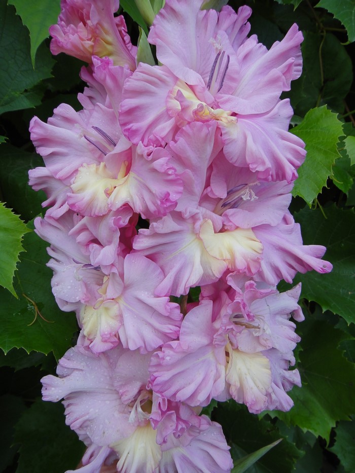 Close-up of pink and yellow gladiolus flowers