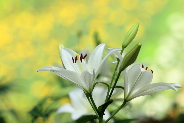 White Lilies with Buds