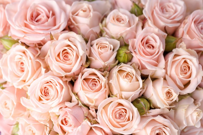 4K Pink Roses Closeup