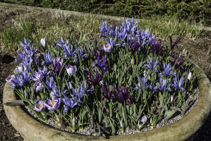 Crocuses and Irises in a Pot