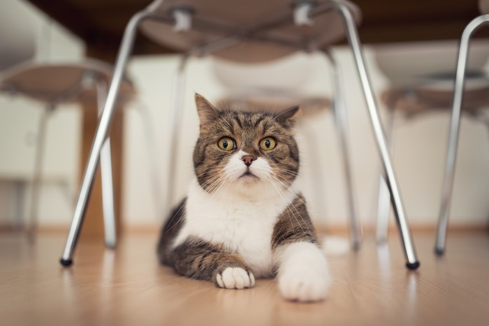 Tabby and white cat lying on floor