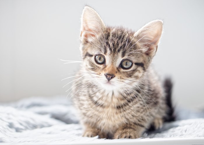 Kitten looking at the camera