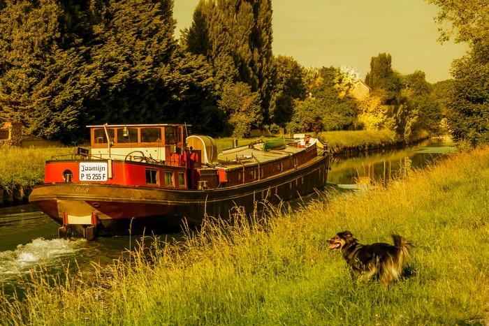 Dog on canal bank next to a riverboat named Jasmijn