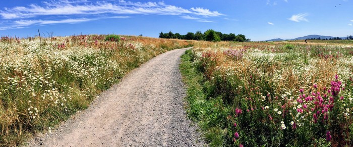 Dirt Path Through Wildflower Meadow