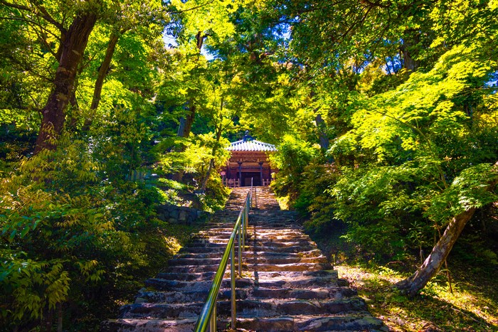 Stone stairs leading to a temple in a lush forest in Kyoto, Japan