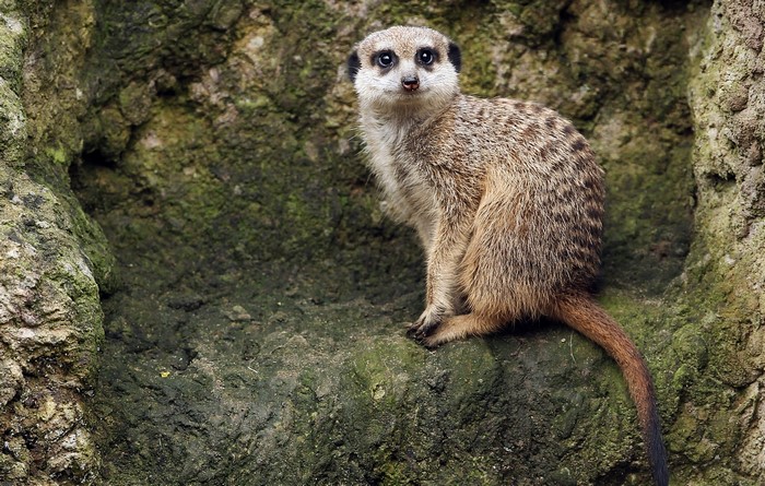 Meerkat sitting on a rock