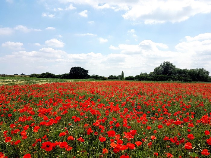 Field of red poppies under a cloudy sky
