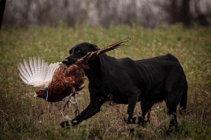 Black Labrador Retriever carrying a pheasant