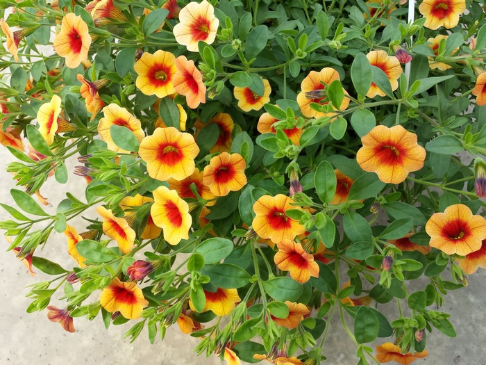 Calibrachoa flowers with orange and red petals