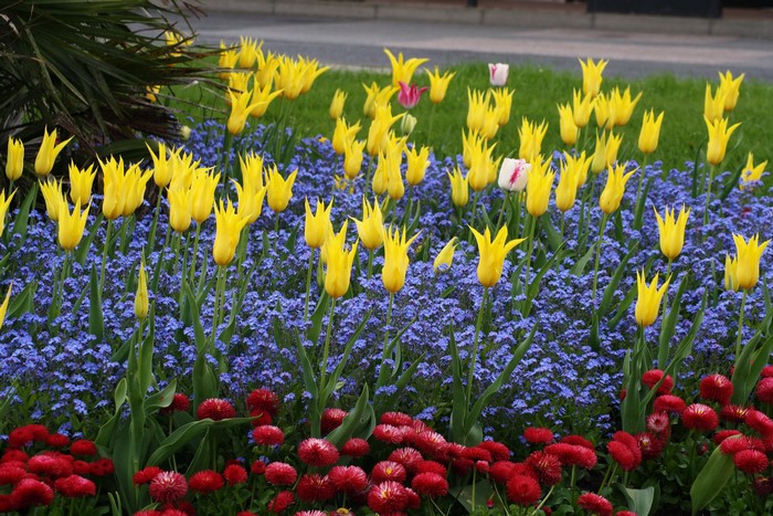 Yellow tulips and red daisies in a park