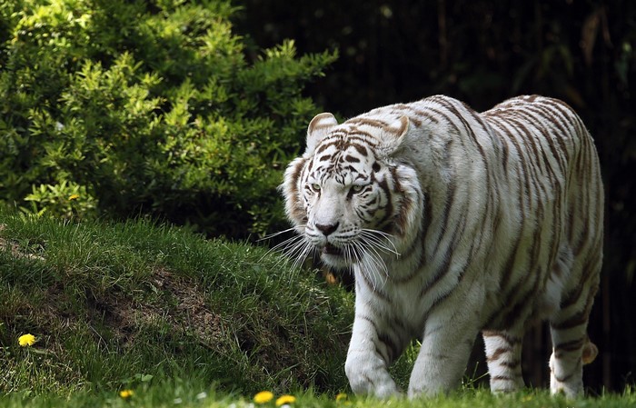 White tiger walking in a grassy area with trees