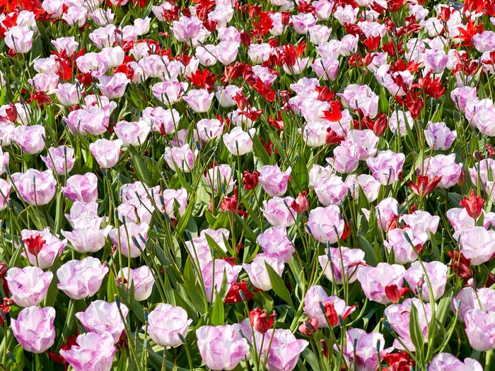 Field of Pink and Red Tulips