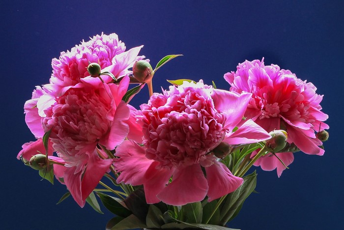 Pink peonies with buds on a dark blue background