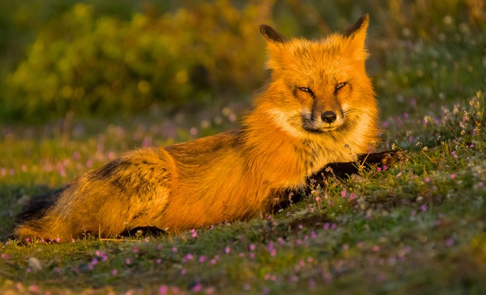 Red fox lying in grass with flowers