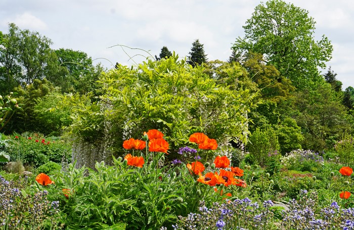 Poppies in Grugapark Essen, Germany