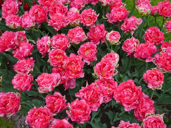 Pink double tulips in a garden