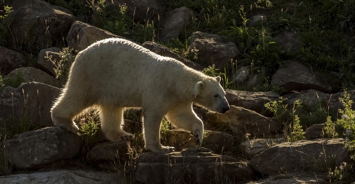 Polar bear walking on rocks