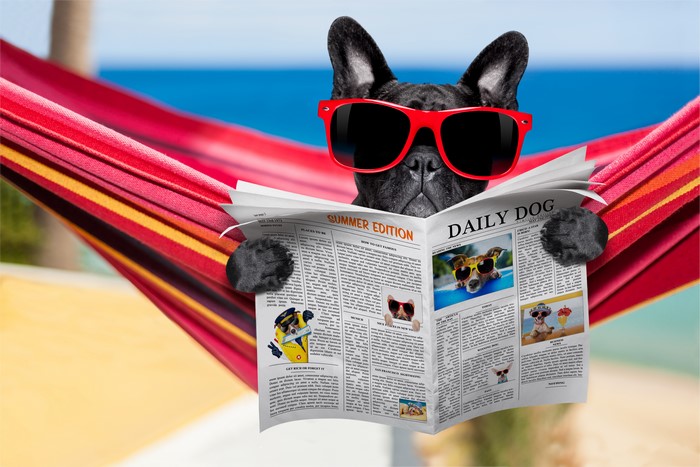 French Bulldog Reading Newspaper in Hammock