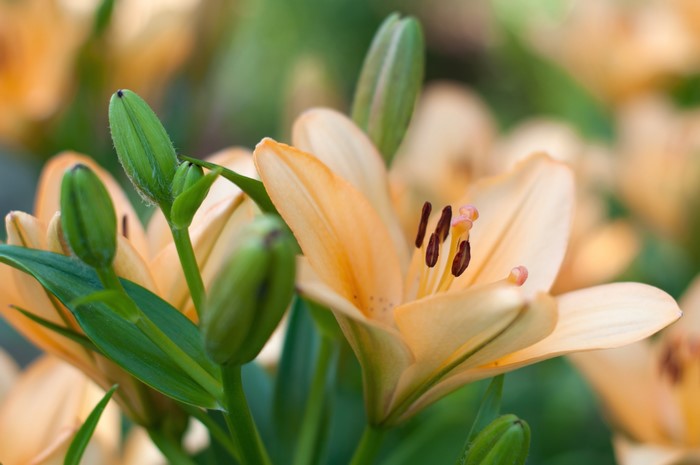 Close-up of orange lilies and buds