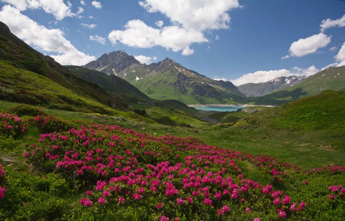 Rhododendrons in bloom with mountains and lake in Savoie, France