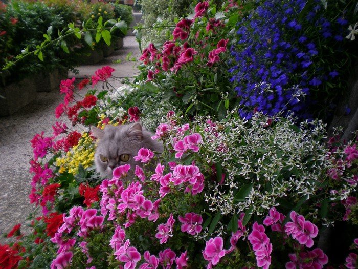 Persian cat peeking through colorful garden flowers