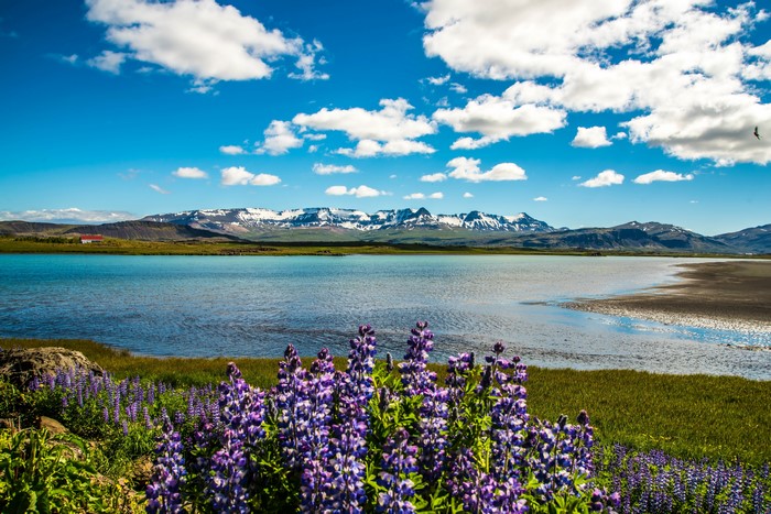Lake and Mountains with Lupines in Iceland