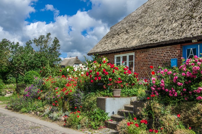 Thatched roof houses with blooming roses in Gross Zicker, Germany
