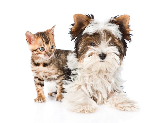Kitten and Yorkshire Terrier on White Background