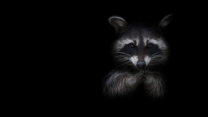 Raccoon with paws clasped against black background