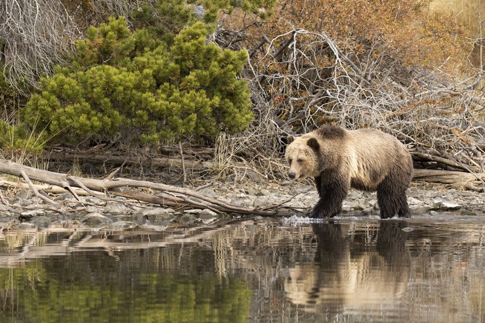 Brown Bear Walking in Water