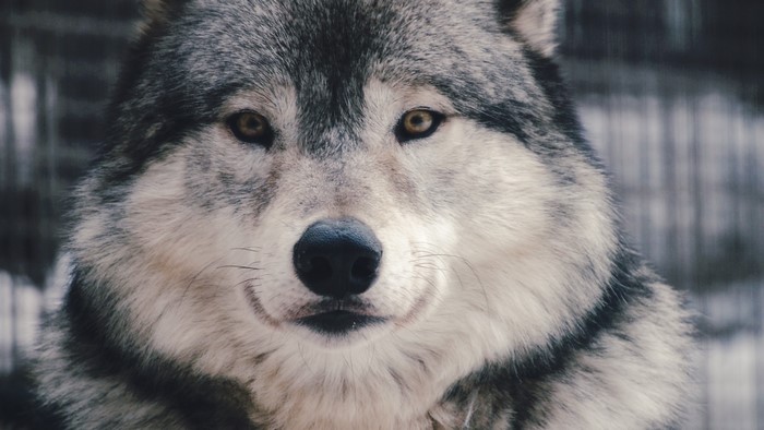 4K Closeup of a Wolf's Snout and Eyes