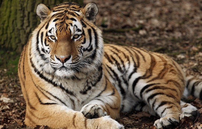 Tiger lying down in a forest