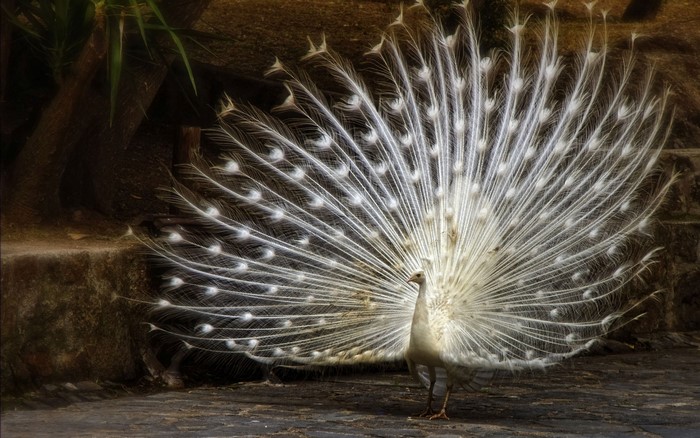 White Peacock displaying its tail feathers