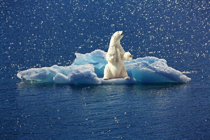 Polar bear on an iceberg in the ocean